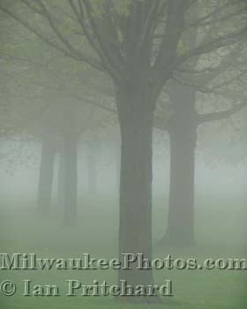 Photograph of Misty Trees from www.MilwaukeePhotos.com (C) Ian Pritchard